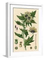 Plants, Hyoscyamus Niger-null-Framed Art Print