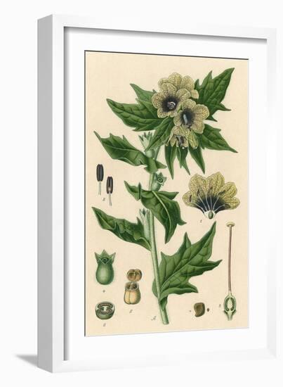 Plants, Hyoscyamus Niger-null-Framed Art Print