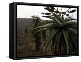Plants in South Africa-Ryan Ross-Framed Stretched Canvas
