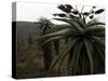 Plants in South Africa-Ryan Ross-Stretched Canvas