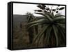 Plants in South Africa-Ryan Ross-Framed Stretched Canvas