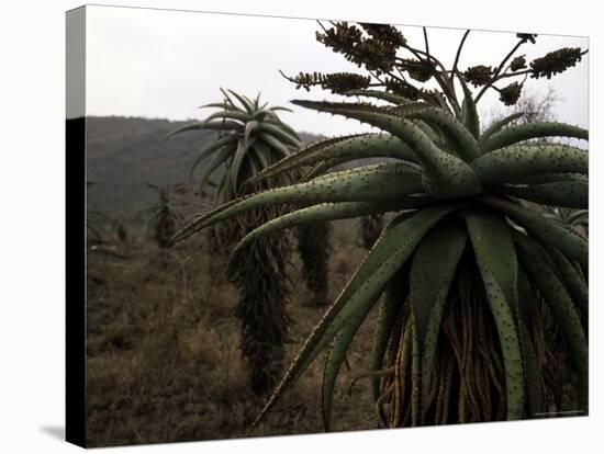 Plants in South Africa-Ryan Ross-Stretched Canvas