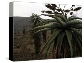 Plants in South Africa-Ryan Ross-Stretched Canvas
