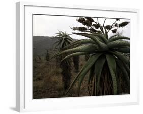 Plants in South Africa-Ryan Ross-Framed Photographic Print