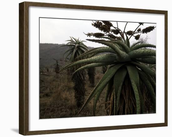 Plants in South Africa-Ryan Ross-Framed Photographic Print