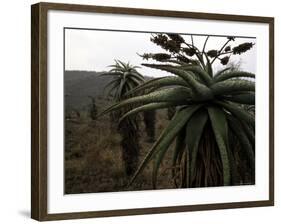 Plants in South Africa-Ryan Ross-Framed Photographic Print