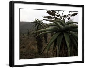 Plants in South Africa-Ryan Ross-Framed Photographic Print