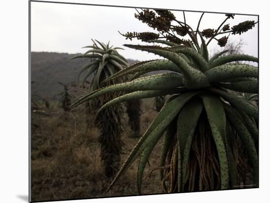 Plants in South Africa-Ryan Ross-Mounted Photographic Print