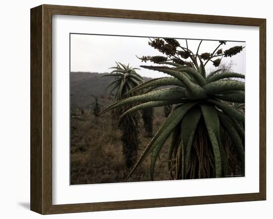 Plants in South Africa-Ryan Ross-Framed Photographic Print