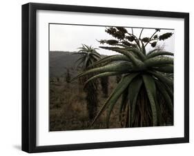 Plants in South Africa-Ryan Ross-Framed Photographic Print