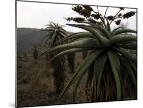 Plants in South Africa-Ryan Ross-Mounted Photographic Print