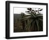 Plants in South Africa-Ryan Ross-Framed Photographic Print