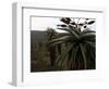 Plants in South Africa-Ryan Ross-Framed Photographic Print