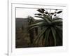 Plants in South Africa-Ryan Ross-Framed Photographic Print