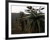 Plants in South Africa-Ryan Ross-Framed Photographic Print