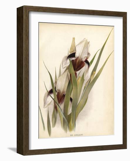 Plants, Iris Korolkowi-null-Framed Art Print