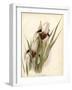 Plants, Iris Korolkowi-null-Framed Art Print