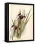 Plants, Iris Korolkowi-null-Framed Stretched Canvas