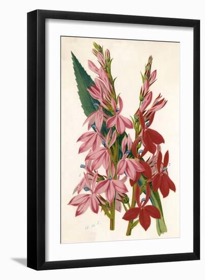 Plants, Lobelia-null-Framed Art Print