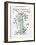 Plants, Myosotis-Walter Crane-Framed Art Print