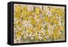 Plants, Narcissus Species-John Allen-Framed Stretched Canvas