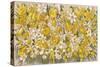 Plants, Narcissus Species-John Allen-Stretched Canvas