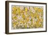 Plants, Narcissus Species-John Allen-Framed Art Print