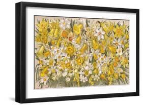 Plants, Narcissus Species-John Allen-Framed Art Print