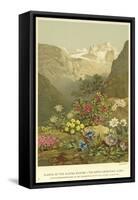 Plants of the Alpine Region, the North Limestone Alps-null-Framed Stretched Canvas