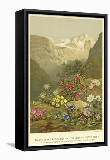 Plants of the Alpine Region, the North Limestone Alps-null-Framed Stretched Canvas