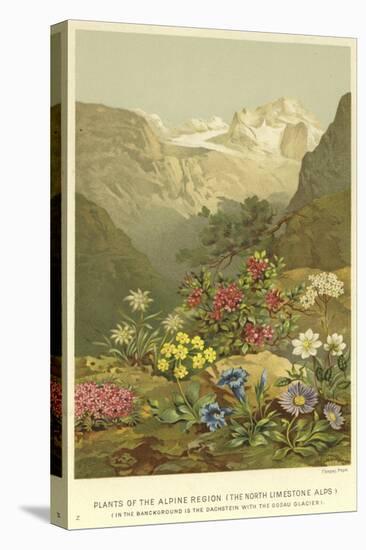 Plants of the Alpine Region, the North Limestone Alps-null-Stretched Canvas