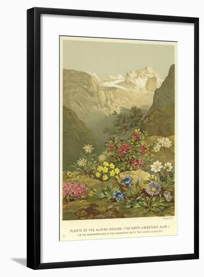 Plants of the Alpine Region, the North Limestone Alps-null-Framed Giclee Print