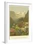 Plants of the Alpine Region, the North Limestone Alps-null-Framed Giclee Print