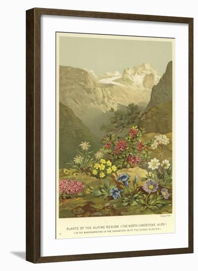 Plants of the Alpine Region, the North Limestone Alps-null-Framed Giclee Print