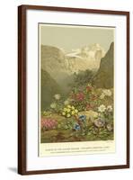 Plants of the Alpine Region, the North Limestone Alps-null-Framed Giclee Print