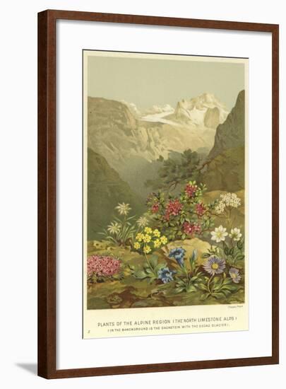 Plants of the Alpine Region, the North Limestone Alps-null-Framed Giclee Print