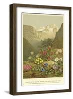 Plants of the Alpine Region, the North Limestone Alps-null-Framed Giclee Print