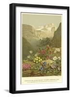 Plants of the Alpine Region, the North Limestone Alps-null-Framed Giclee Print