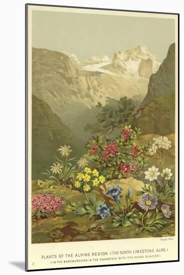Plants of the Alpine Region, the North Limestone Alps-null-Mounted Giclee Print
