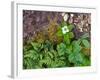 Plants on Forest Floor, Canada-Ellen Anon-Framed Photographic Print