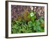 Plants on Forest Floor, Canada-Ellen Anon-Framed Photographic Print