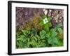 Plants on Forest Floor, Canada-Ellen Anon-Framed Photographic Print