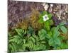Plants on Forest Floor, Canada-Ellen Anon-Mounted Photographic Print