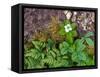Plants on Forest Floor, Canada-Ellen Anon-Framed Stretched Canvas