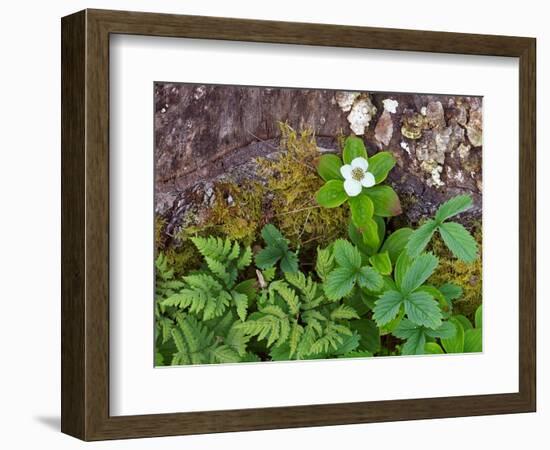 Plants on Forest Floor, Canada-Ellen Anon-Framed Photographic Print