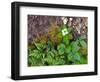 Plants on Forest Floor, Canada-Ellen Anon-Framed Photographic Print