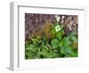 Plants on Forest Floor, Canada-Ellen Anon-Framed Photographic Print