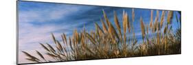 Plants on the beach, Coastal California, California, USA-null-Mounted Photographic Print