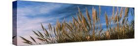 Plants on the beach, Coastal California, California, USA-null-Stretched Canvas