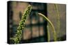 Plants on the Highline NYC-null-Stretched Canvas